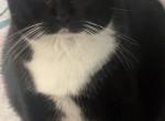 Pinafore - American Shorthair Cat For Adoption - Phoenix&comma; AZ&comma; US