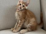 Beckett - Maine Coon Kitten For Sale - Chandler Heights&comma; AZ&comma; US