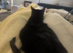 Bowtie - American Shorthair Cat For Adoption - Phoenix&comma; AZ&comma; US