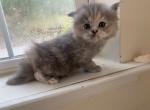 Peppermint Kitten - Persian Kitten For Sale - Havre De Grace&comma; MD&comma; US