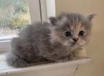 Peppermint Kitten - Persian Kitten For Sale - 