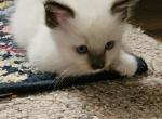 Nala - Ragdoll Kitten For Sale - 