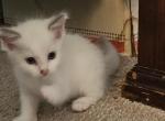 Walter - Ragdoll Kitten For Sale - 