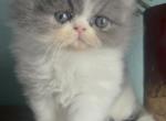 Boos babies - Persian Kitten For Sale - Lake Mary&comma; FL&comma; US