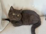 British Shorthair Chocolate Male - British Shorthair Kitten For Sale - Orlando&comma; FL&comma; US