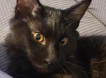 Mo black smoke Maine coon - Maine Coon Kitten For Sale - Milton&comma; PA&comma; US