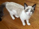 Bella - Domestic Kitten For Sale - Ashburnham&comma; MA&comma; US