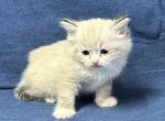 McQueen - Siberian Kitten For Sale - 