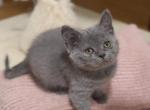 B O N D I - British Shorthair Kitten For Sale - Fontana&comma; CA&comma; US