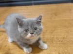 D U N D E E - British Shorthair Kitten For Sale - 
