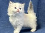 Doc - Siberian Kitten For Sale - 