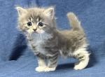 Sally - Siberian Kitten For Sale - 