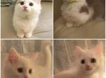 Two Beautiful Rughugger Munchkin brothers - Munchkin Kitten For Sale - Bethlehem&comma; PA&comma; US