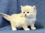 Lizzy - Siberian Kitten For Sale - 