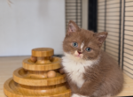 T W I X I E - Scottish Straight Kitten For Sale - Fontana&comma; CA&comma; US