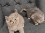 S Y D N E Y - British Shorthair Kitten For Sale - Fontana&comma; CA&comma; US
