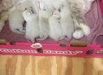 Chanels Purebred Ragdoll Babies - Ragdoll Kitten For Sale - Howell&comma; MI&comma; US