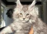 Dark Green collar - Maine Coon Kitten For Sale - La Porte&comma; IN&comma; US