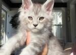 Grey Collar - Maine Coon Kitten For Sale - La Porte&comma; IN&comma; US