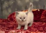 Lilac point Ragdoll BBY - Ragdoll Kitten For Sale - Arlington&comma; VA&comma; US