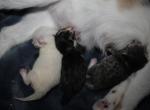 Highlander cross - Highlander Kitten For Sale - Statesville&comma; NC&comma; US