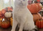 Murry - Scottish Straight Kitten For Sale - TX&comma; US