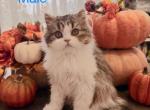 Xander - Scottish Straight Kitten For Sale - TX&comma; US