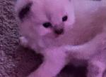 RESERVED female KATS ravishing ragdolls - Ragdoll Kitten For Sale - Lancaster&comma; PA&comma; US