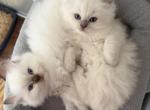 Kio & Kiry - Ragdoll Kitten For Sale - Midland&comma; MI&comma; US