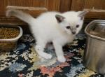 Savanna - Ragdoll Kitten For Sale - 