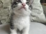 Noel - Munchkin Kitten For Sale - Salem&comma; OR&comma; US