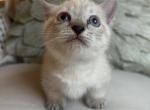 Ivy - Munchkin Kitten For Sale - Salem&comma; OR&comma; US