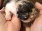 Calico Chloe - Exotic Kitten For Sale - 