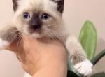 Adorable Siamese kitty - Siamese Kitten For Sale - Enfield&comma; CT&comma; US