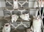 OCTOBER LITTER COMING SOON - Ragdoll Kitten For Sale - 
