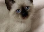 Cute Siamese kitten - Siamese Kitten For Sale - 