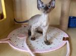 Dada - Devon Rex Kitten For Sale - Queens&comma; NY&comma; US