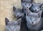 Kitties Russian Blue - Russian Blue Kitten For Sale - Ashburn&comma; VA&comma; US