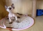 JJ - Devon Rex Kitten For Sale - Queens&comma; NY&comma; US