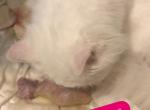 Christmas Kittens Ready Dec 16 - Himalayan Kitten For Sale - Quincy&comma; IN&comma; US