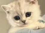 Ellie - British Shorthair Kitten For Sale - OR&comma; US