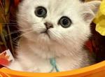 Ella - British Shorthair Kitten For Sale - OR&comma; US