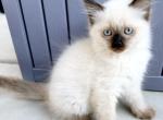 Male Kitten M1 - Himalayan Cat For Sale - Sacramento&comma; CA&comma; US