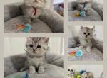Oscar - British Shorthair Kitten For Sale - Brooklyn&comma; NY&comma; US