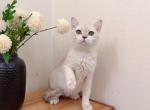 T001 - British Shorthair Cat For Sale - Los Angeles&comma; CA&comma; US