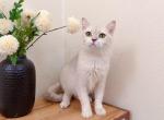 T001 - British Shorthair Cat For Sale - Los Angeles&comma; CA&comma; US