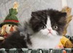 Black and White Bi Color female for Holidays - Persian Kitten For Sale - CA&comma; US