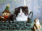 Black and White Bi Color female for Holidays - Persian Kitten For Sale - 