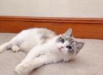 T002 - Ragdoll Cat For Sale - Los Angeles&comma; CA&comma; US