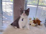 B071 - British Shorthair Kitten For Sale - Los Angeles&comma; CA&comma; US